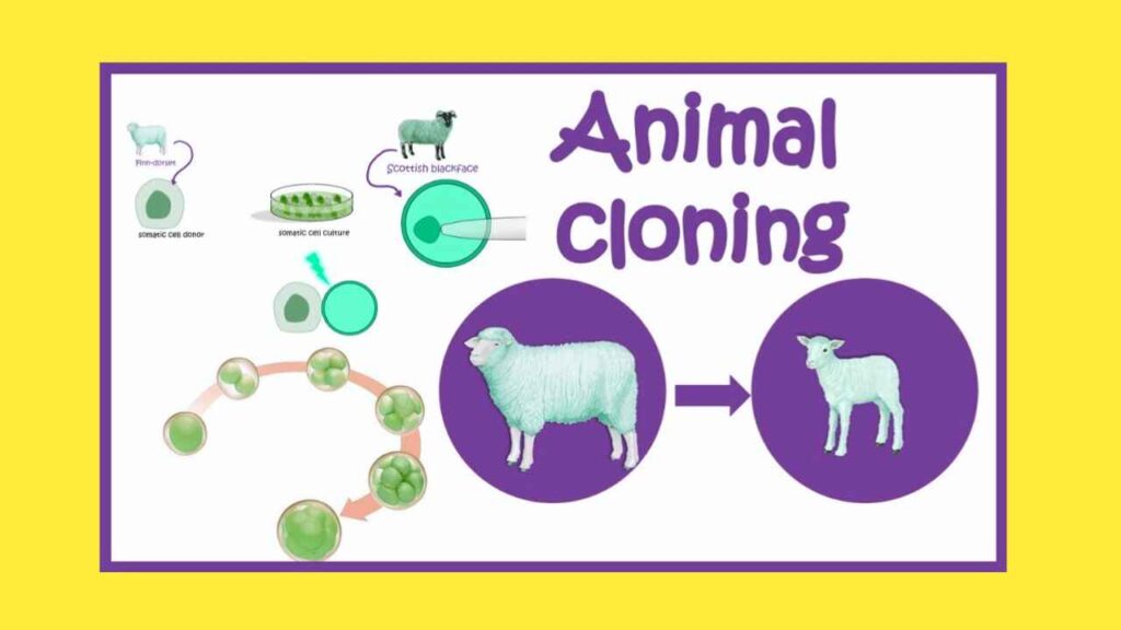 Sheep Clone experiment